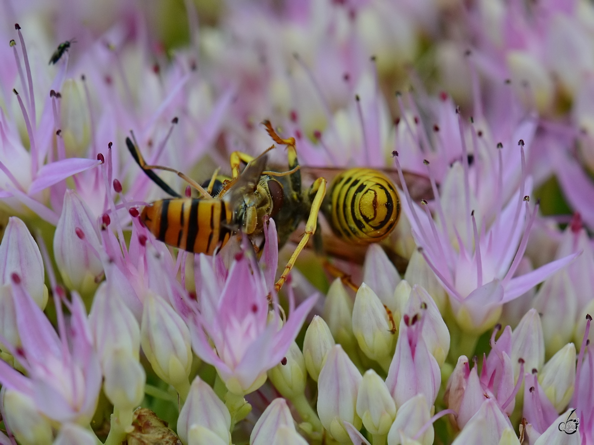 Kampf einer Schwebfliege mit einer Wespe, eine kleine Fliege spielt sich als Kampfrichter auf. (Jarmen, August 2014)