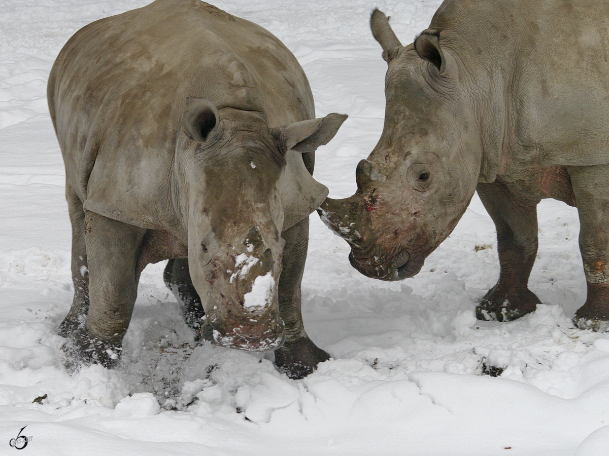 Kampf der Sdlichen Breitmaulnashrner im Zoo Dortmund. (Januar 2010)