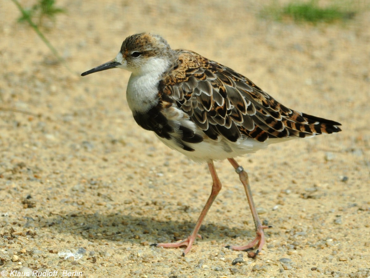 Kampflufer (Philomachus pugnax). Mnnchen im Zoo Hluboka / Tschechien.