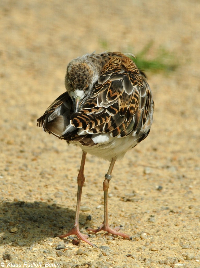 Kampflufer (Philomachus pugnax). Mnnchen im Zoo Hluboka / Tschechien.