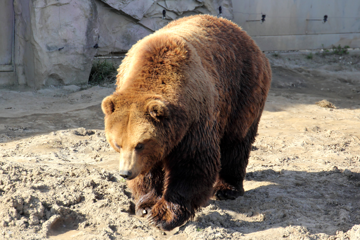 Kamtschatkabr in der ZOOM Erlebniswelt Gelsenkirchen 8.3.2015