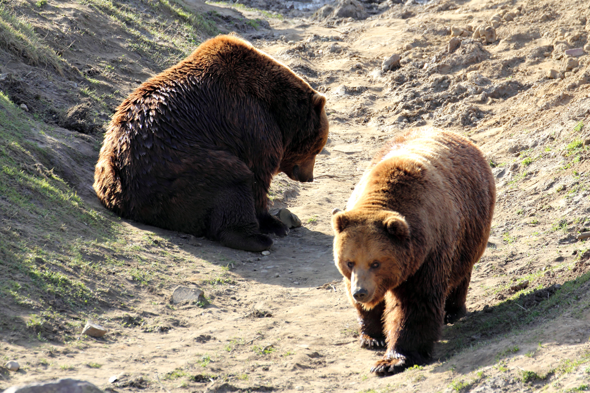 Kamtschatkabren in der ZOOM Erlebniswelt Gelsenkirchen 8.3.2015