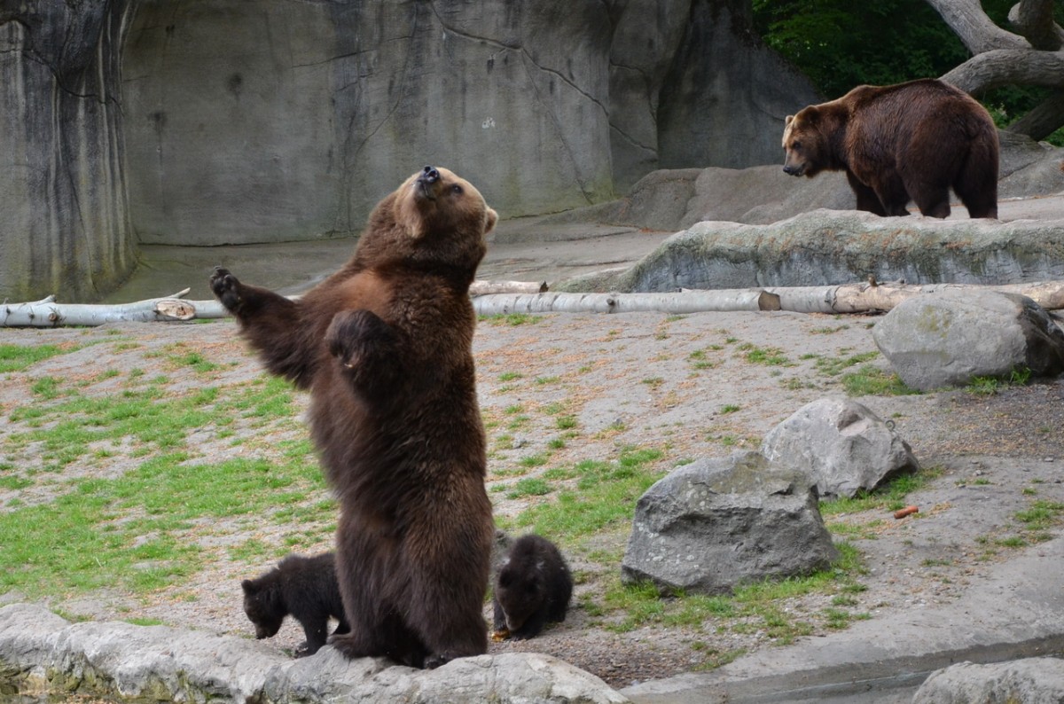 Kamtschatkabrfamilie    Tierpark Hagenbeck Hamburg  03.05.2014