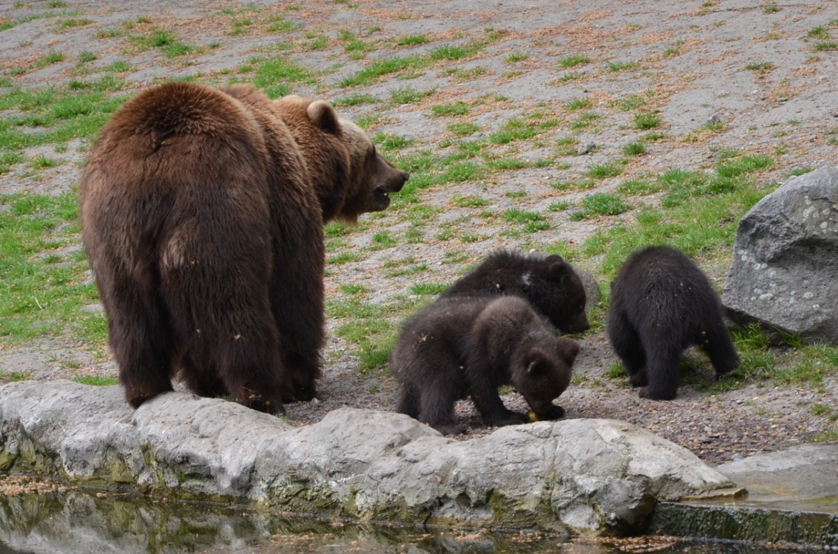 Kamtschatkabrfamilie    Tierpark Hagenbeck Hamburg  03.05.2014