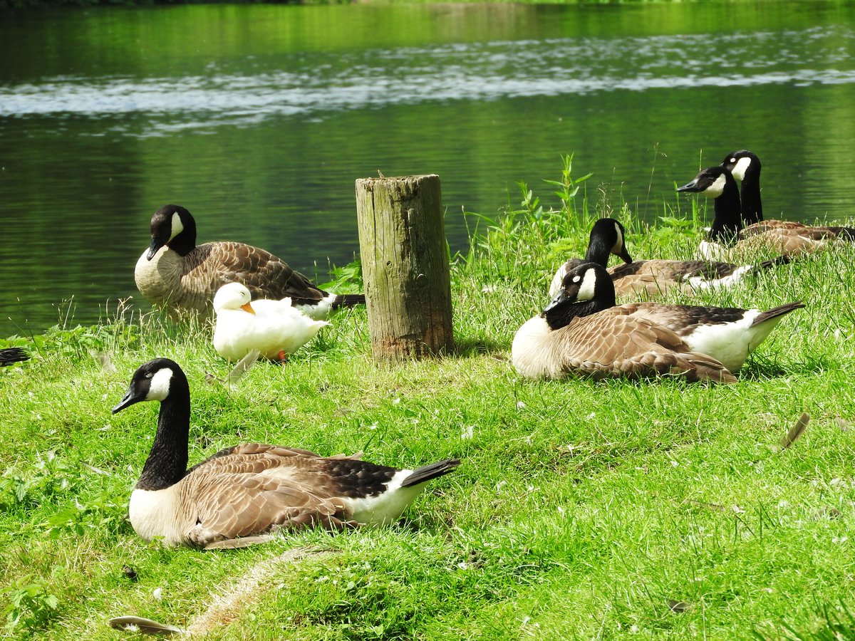 KANADA-GNSE-SIPPE AN DER SIEG-
am 19.6.2016 beobachtet diese Kanada-Gnsesippe am Siegufer in DATTENFELD
an der Anlegestelle fr die Tretboote das Geschehen auf dem Wasser-
ob der weie  Nachwuchs  wohl mit dazugehrt???