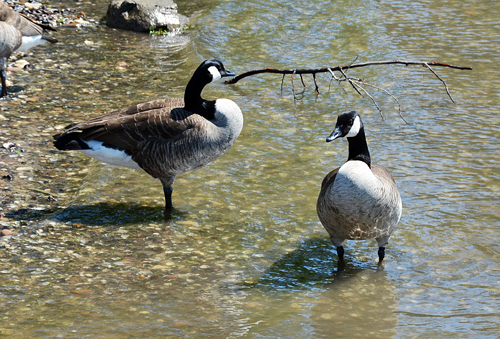 Kanadagnse am Rheinufer bei Knigswinter - 03.05.2014