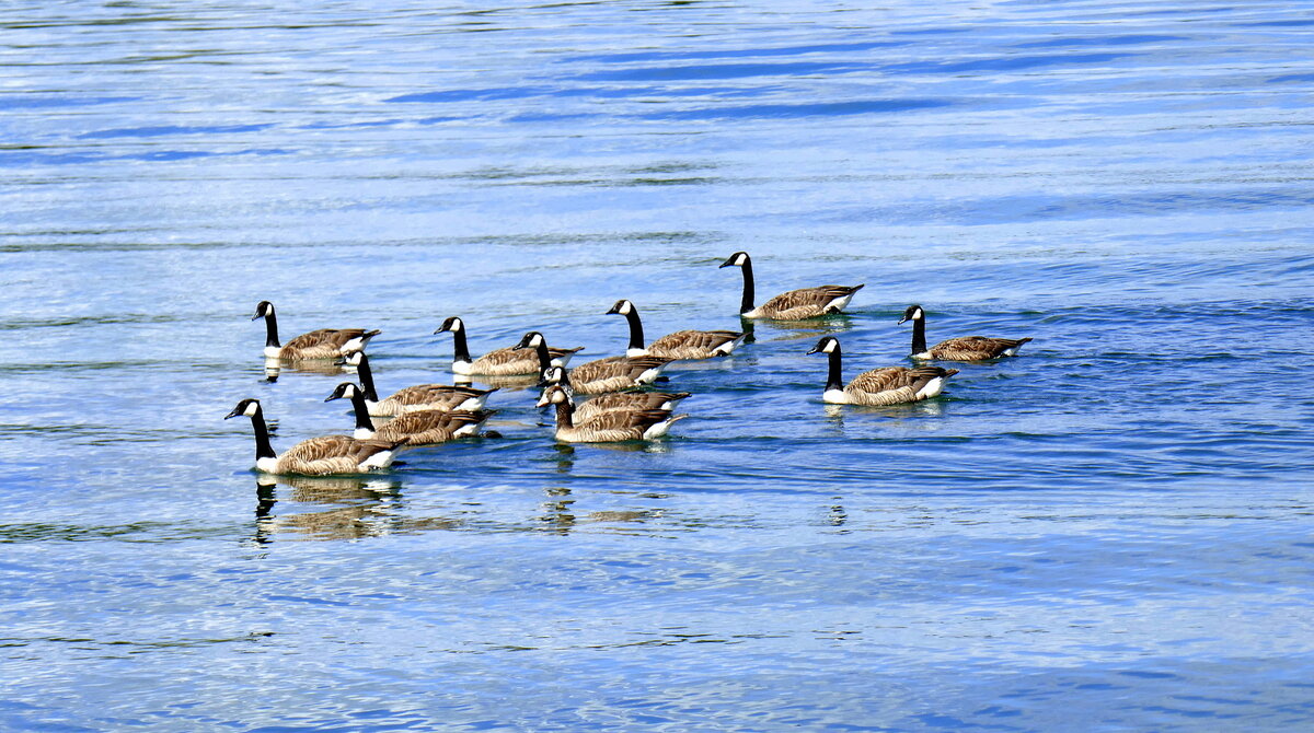 Kanadag�nse auf dem Rhein bei Breisach, die gr��te bei uns heimische G�nseart, stammt urspr�nglich aus Nordamerika, Juli 2025