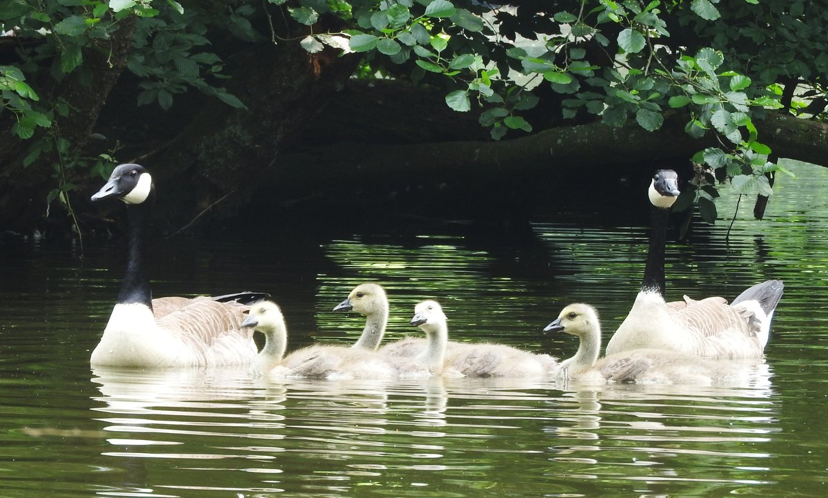 KANADAGNSE-FAMILY MIT 4-FACHEM NACHWUCHS IN DIERDORF/WW.
Die grte WILDGANS-ART,die man bei uns beobachten kann(BRANTA CANADENSIS),wurde frher als
Ziervogel bei uns in Parks ausgewildert,hat sich mittlerweile an fast allen Gewssern ausgebreitet....
hier am 10.6.2018 ein glckliches Elternpaar mit 4-fachem Nachwuchs,aus dem Ruderboot auf dem
SCLOSSTEICH in DIERDORF/UNTERWESTERWALD fotografiert....
