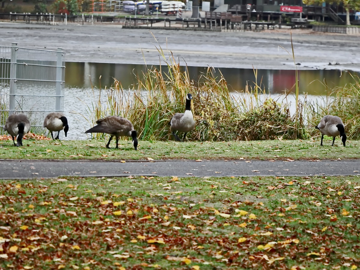 Kanadagnse in Nrnberg vor dem Dutzendteich am 03. November 2018. 