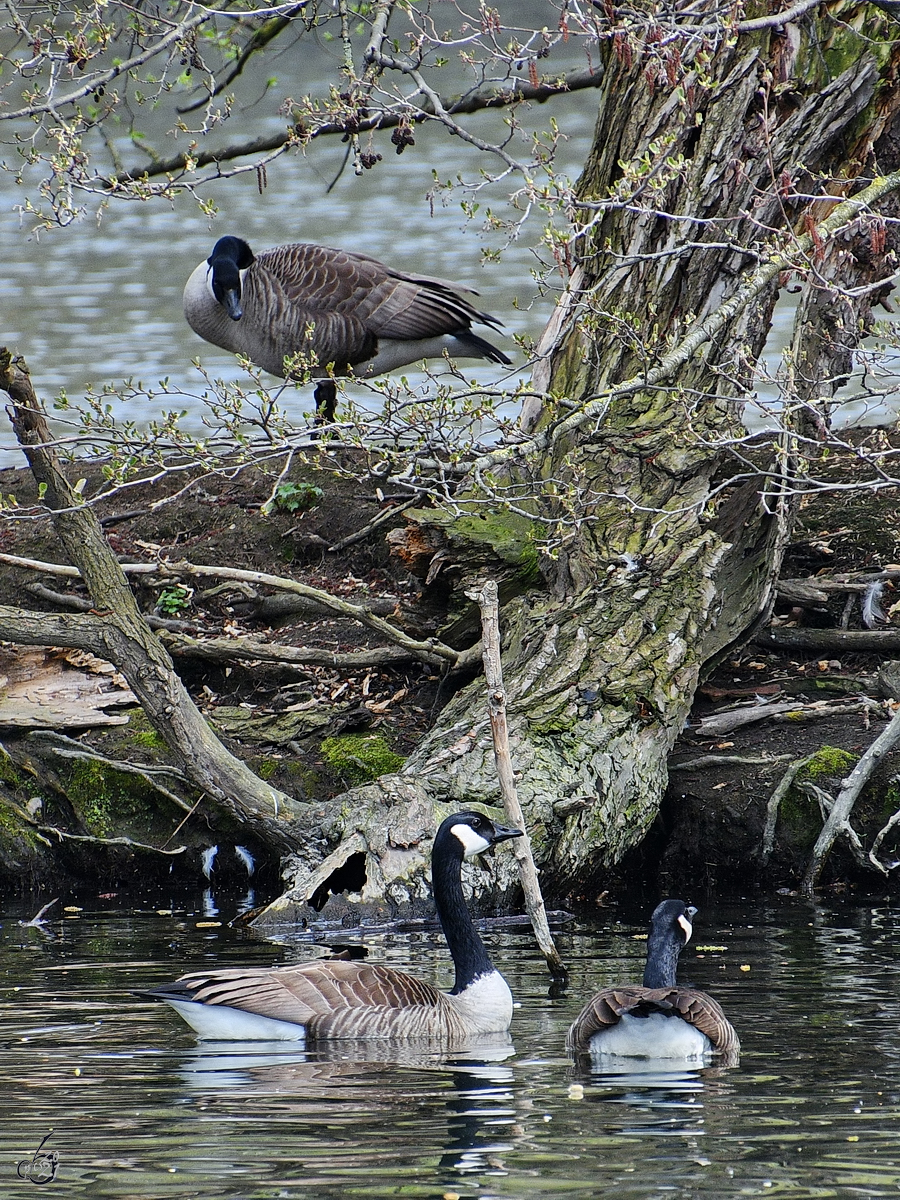 Kanadagnse schwimmen in der Ruhr, so gesehen Mitte April 2021 in Witten.