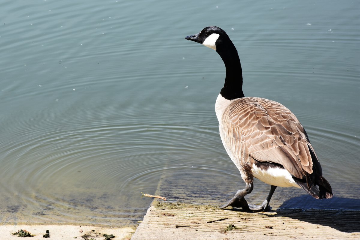 Kanadagans am Aasee (MNSTER/Deutschland, 28.05.2017)