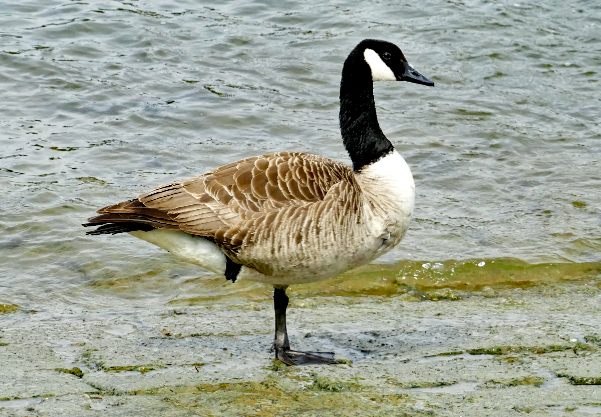 Kanadagans am Rheinufer in Bad Breisig - 21.05.2018