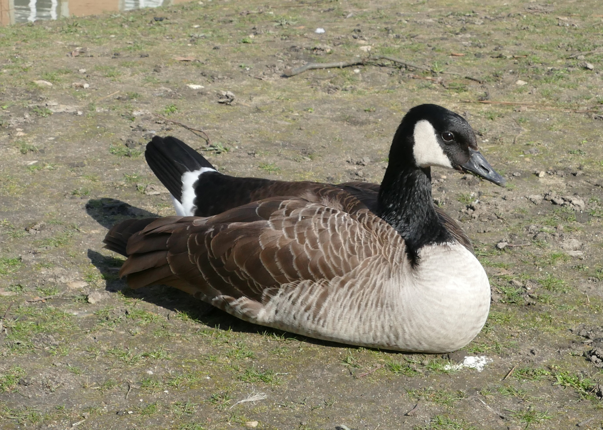 Kanadagans beim Sonnenbad am Schlo Gracht in Erftstadt-Liblar - 19.03.2020