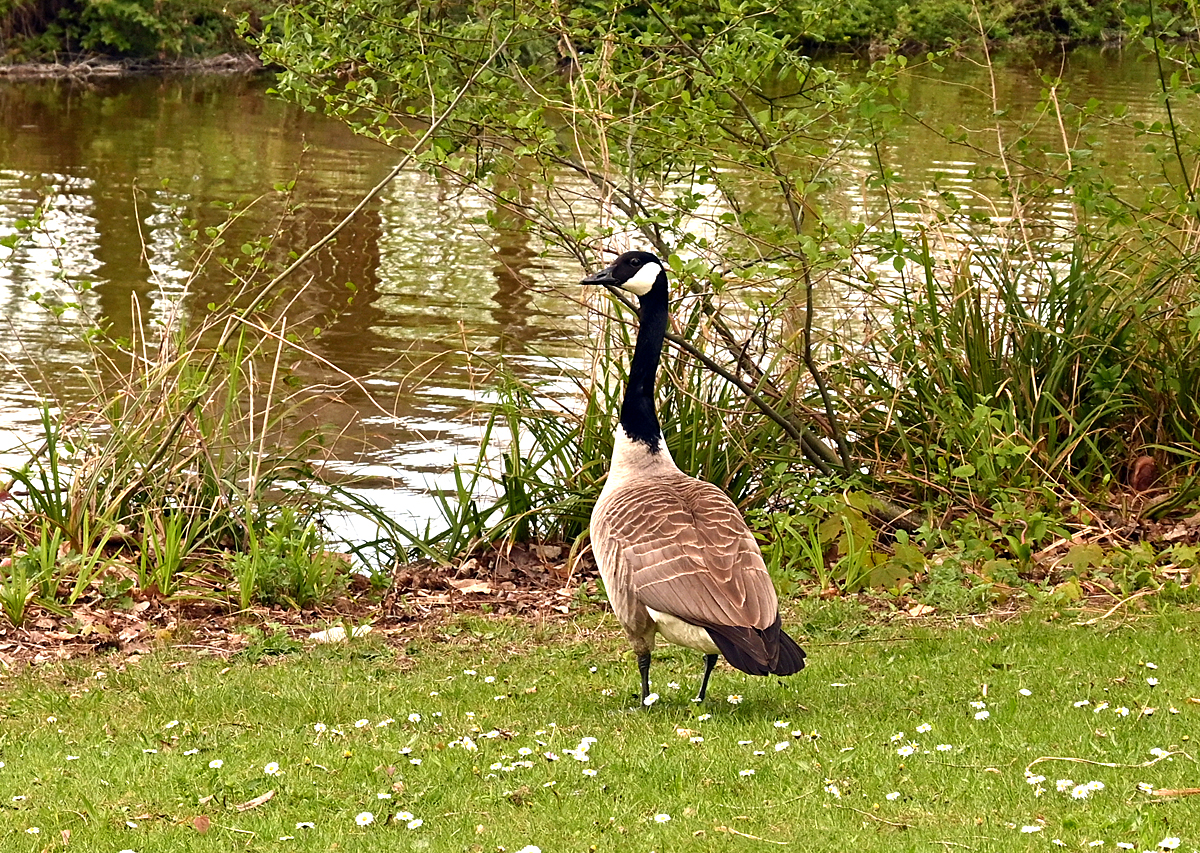 Kanadagans im Freizeitpark Rheinbach - 20.04.2025