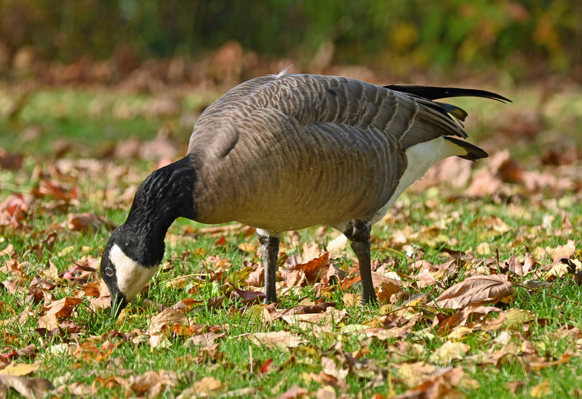 Kanadagans im Freizeitpark Rheinbach - 25.10.2024