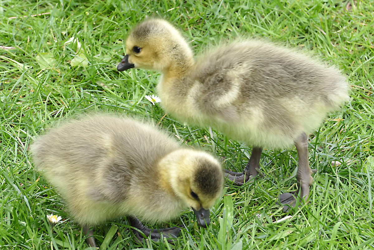 Kanadagans-Kken im Schlopark vom Schlo Gracht in Erftstadt-Liblar - 23.04.2019