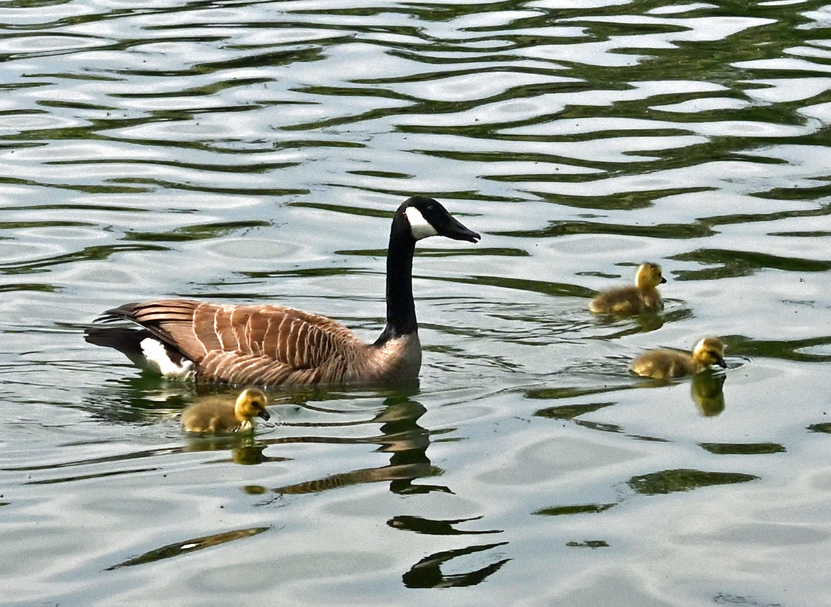 Kanadagans mit Kken im Zlpicher See - 07.05.2022