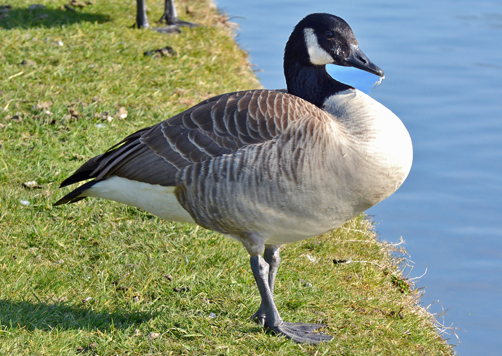 Kanadagans in der Rheinaue Bonn - 14.03.2016