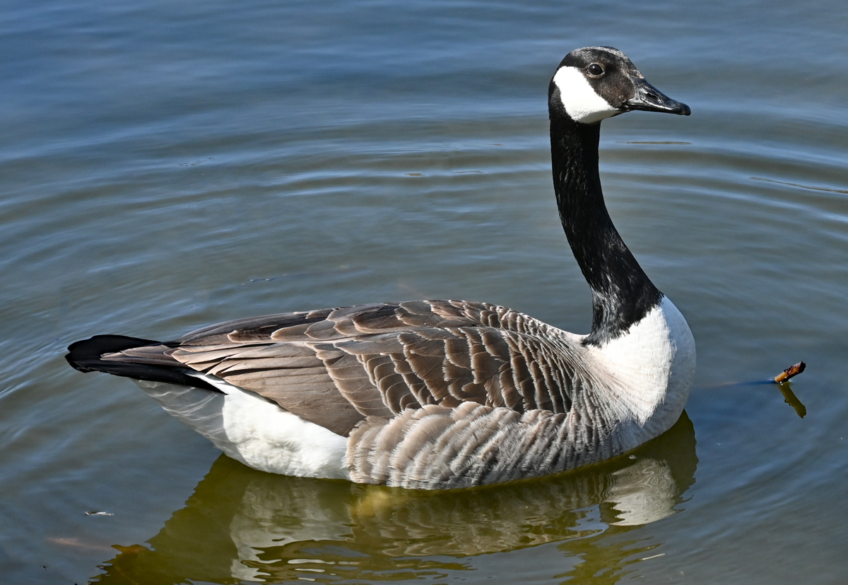 Kanadagans im See des Freizeitparks Rheinbach - 05.04.2023