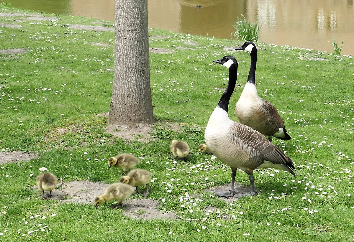 Kanadagansfamilie mit 6 Kken beim Ausflug am Schlo Gracht in Liblar - 23.04.2019