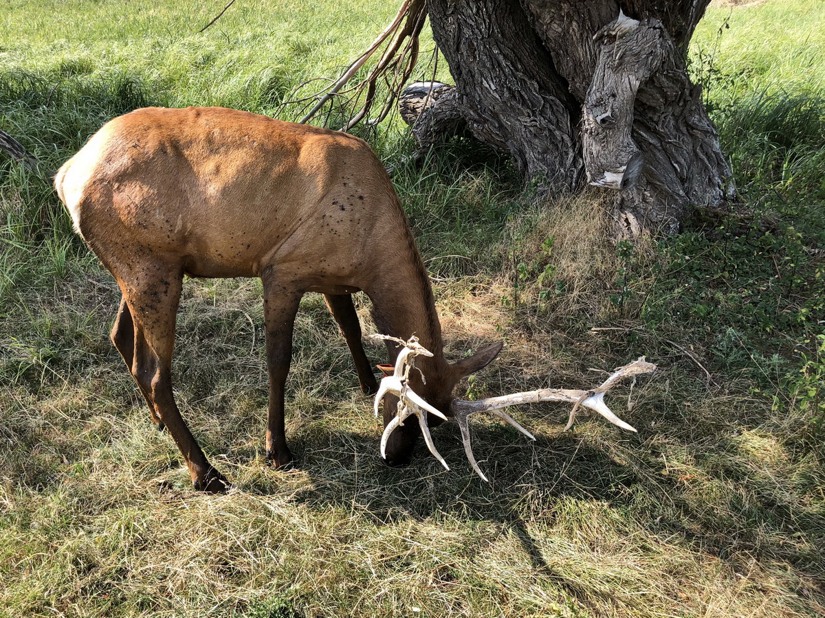 Kanadischer Wapiti ( Elk) in der Elch und Rentierfarm in Kleptow am 17. August 2018.