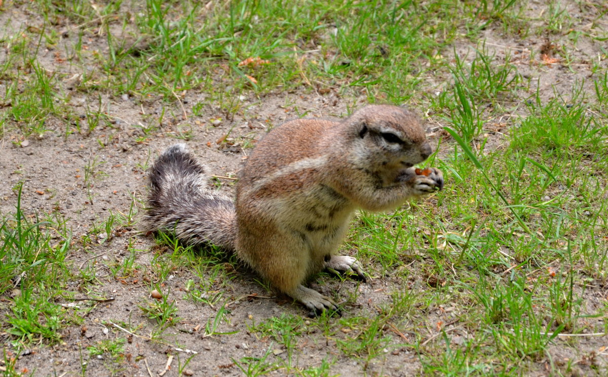 Kap-Borstenhrnchen,  mittelgroes, 300 – 500gr. zum Teil bis 800gr. schweres Erdhrnchen mit dnnem und borstigem Fell im Cottbuser Zoo am 19.05.2017.