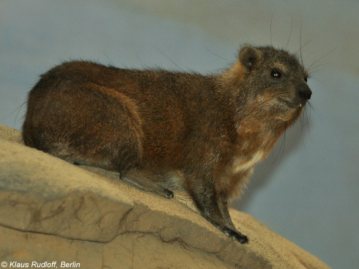 Kap-Klippschliefer (Procavia capensis capensis) im Zoo und Botanischen Garten Pilsen (Plzen, Juni 2015).