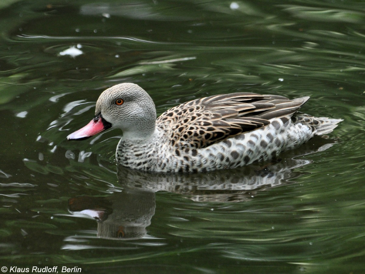 Kapente oder Rosenschnabelente (Anas capensis) im Tierpark Berlin.