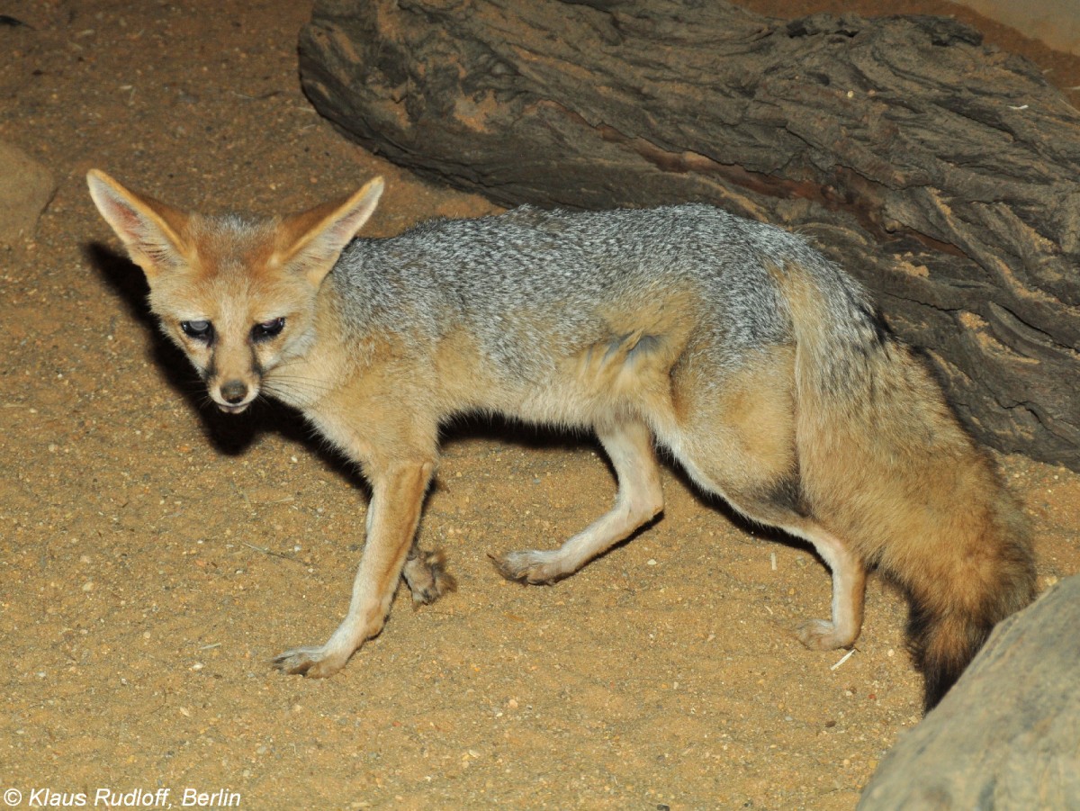 Kapfuchs (Vulpes chaama) im Zoo und Botanischen Garten Pilsen (Plzen, Juni 2015). 