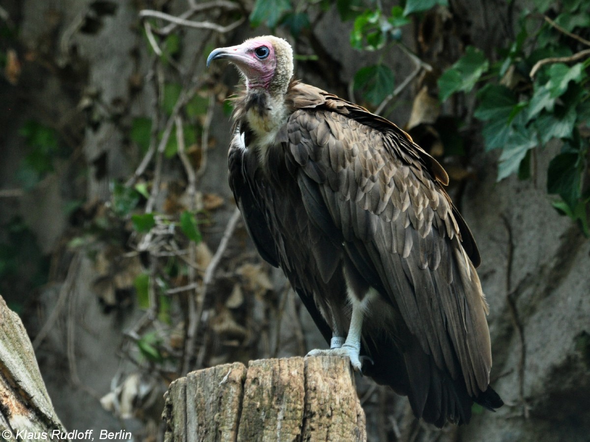 Kappengeier (Necrosyrtes monachus) im Zoo Berlin (Juli 2015)