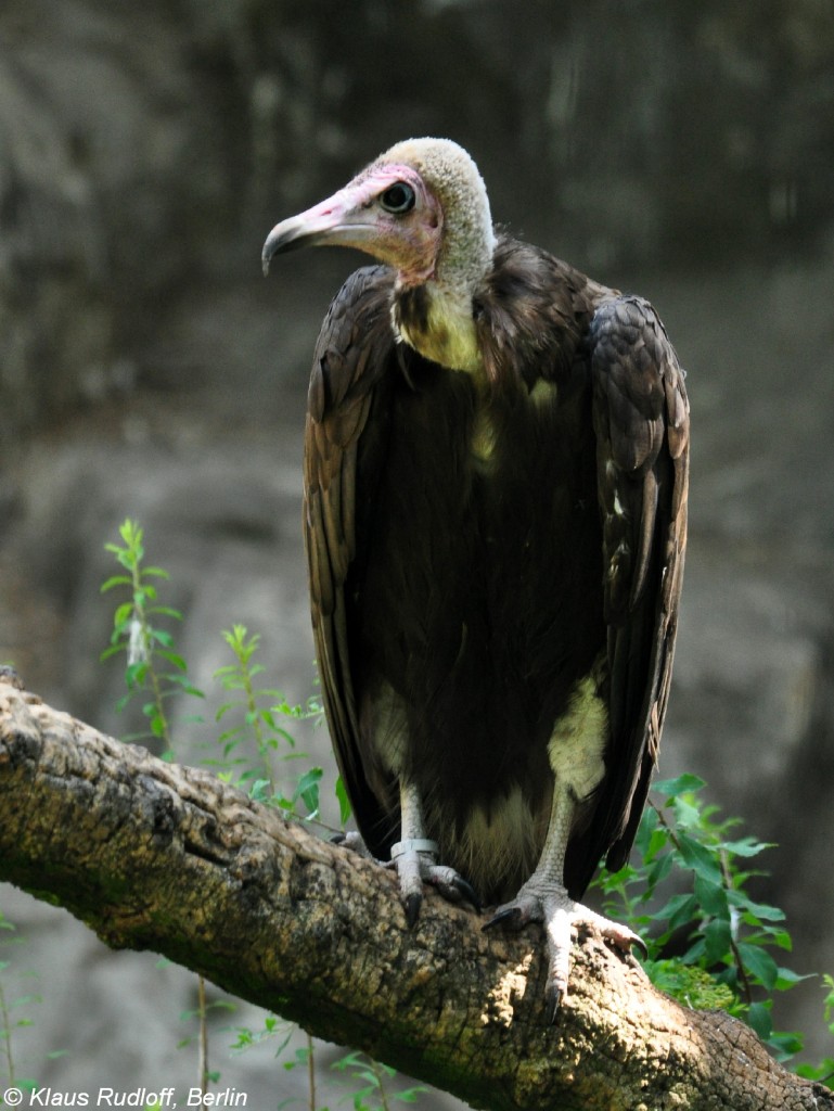 Kappengeier (Necrosyrtes monachus) im Zoo Berlin (Juli 2015)