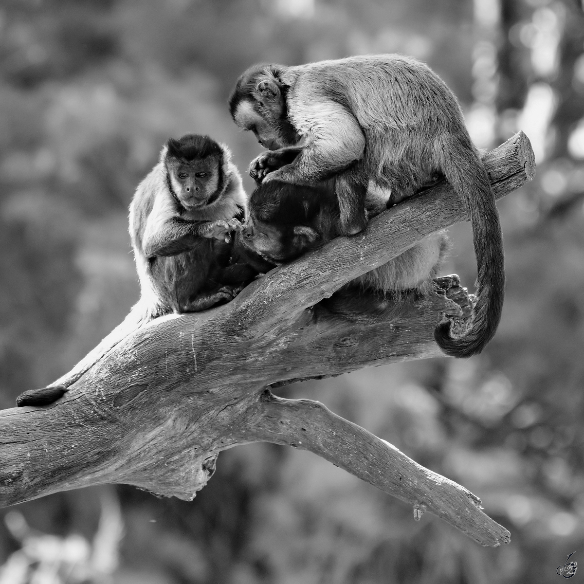 Kapuzinerffchen bei der Fellpflege. (Zoo Madrid, Dezember 2010)