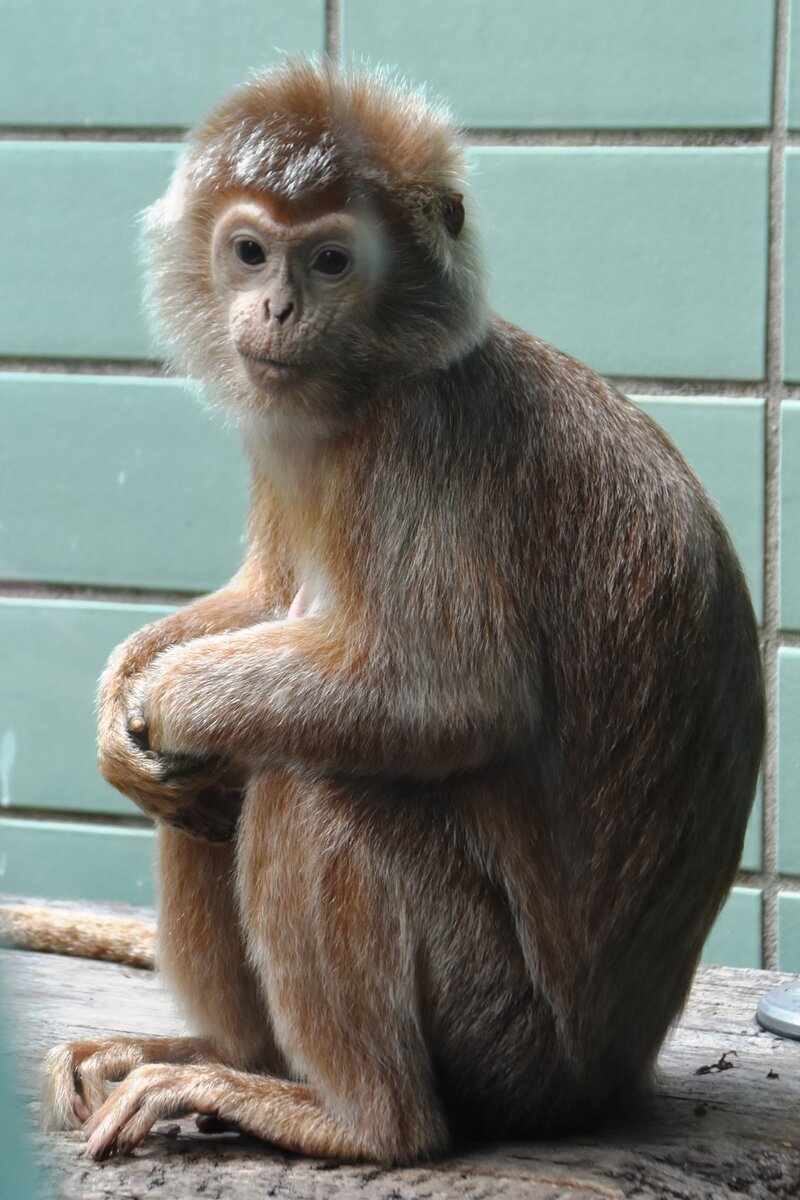 Kapuzineraffe im Zoologisch-Botanischen Garten Wilhelma (STUTTGART/Deutschland, 20.10.2018)