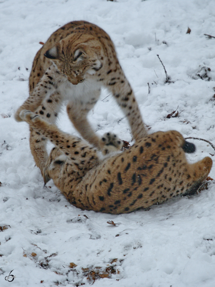 Karpatenluchse beim Herumbalgen im Zoo Dortmund. (Januar 2010)