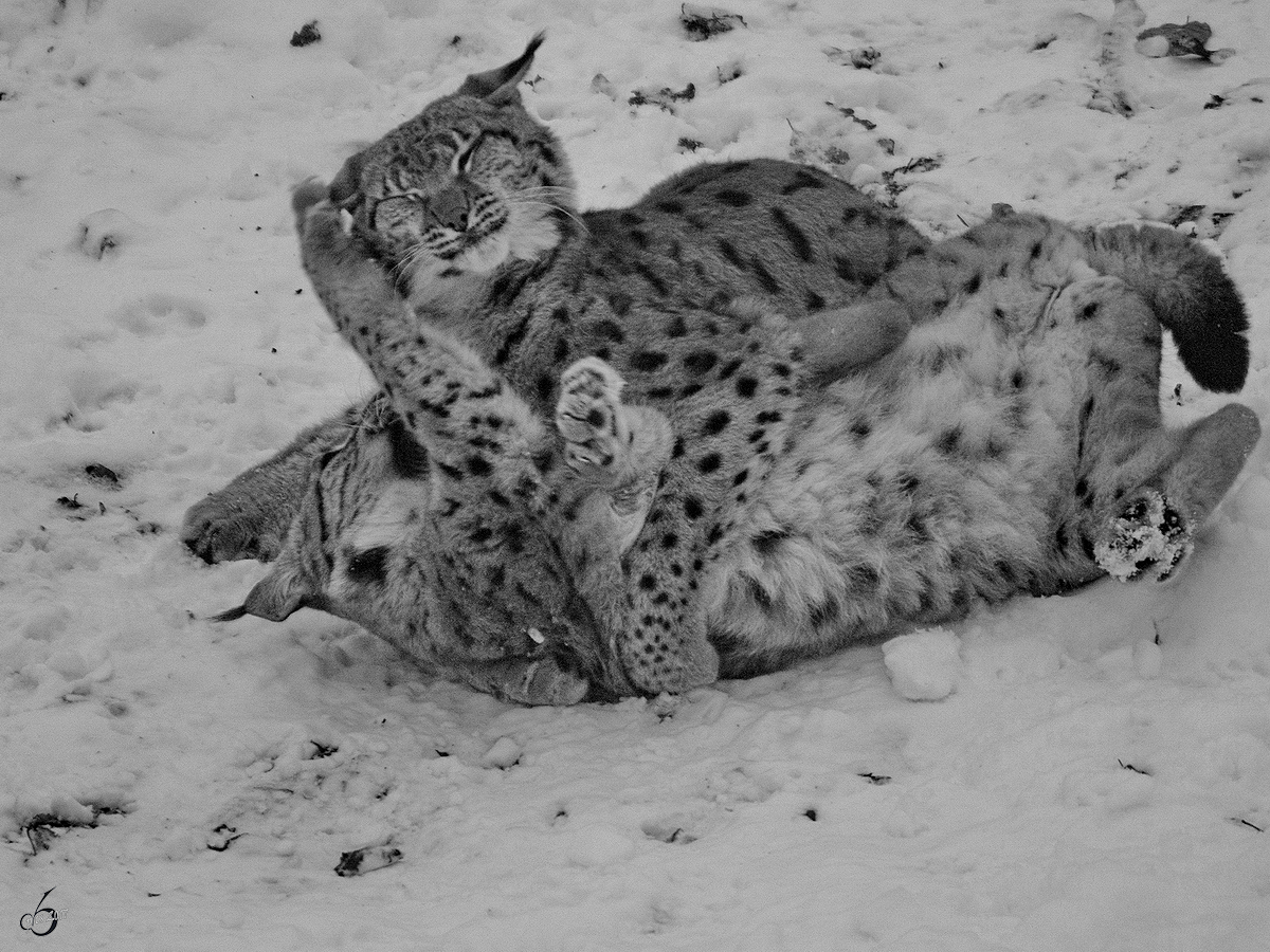 Karpatenluchse beim Herumbalgen im Zoo Dortmund. (Januar 2010)