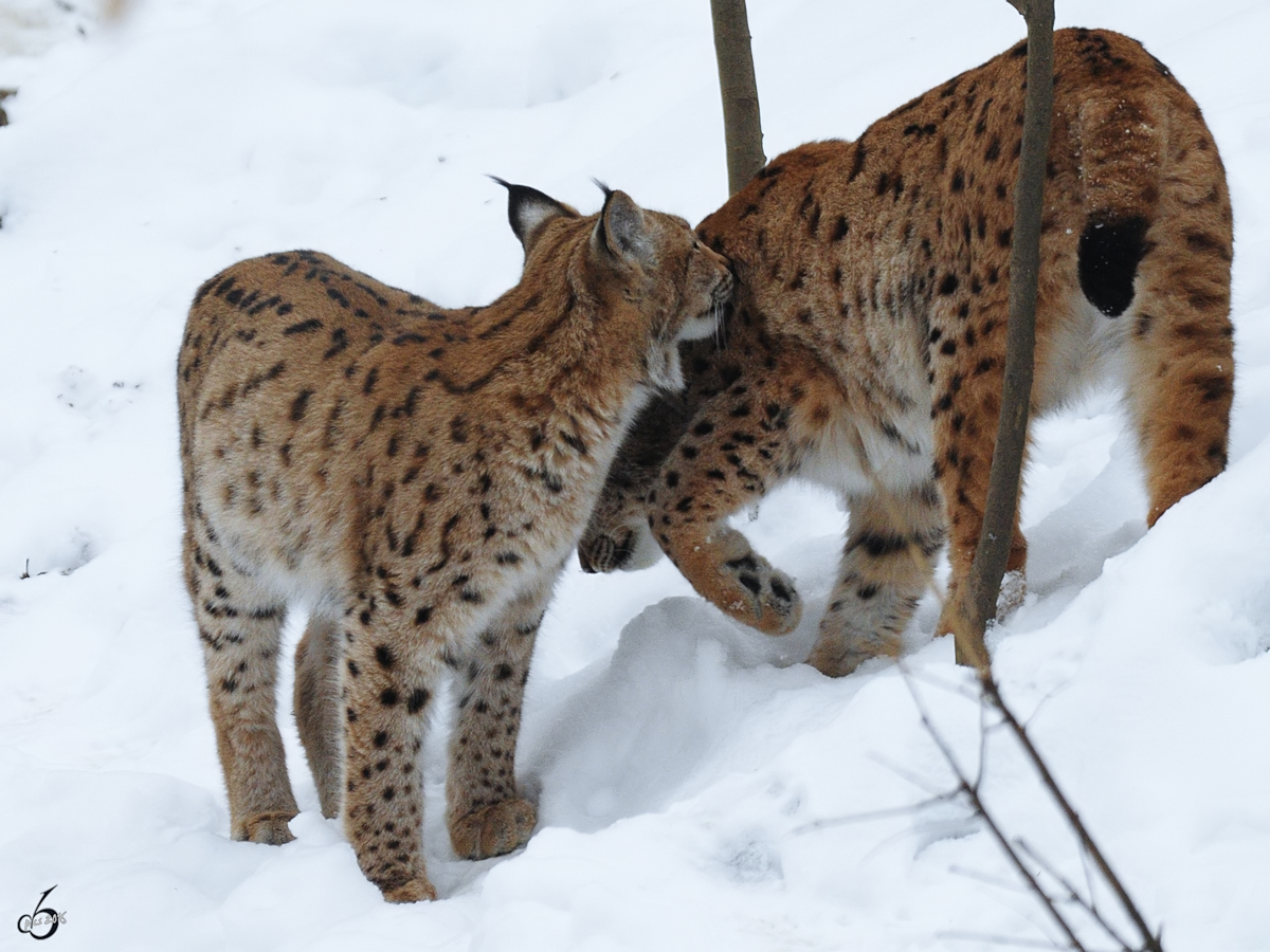 Karpatenluchse im Zoo Dortmund. (Februar 2010)