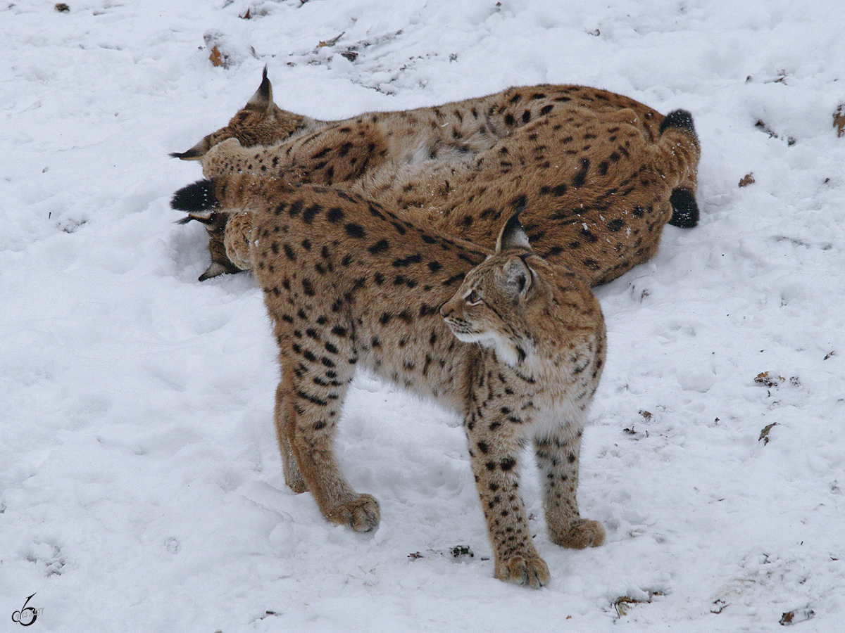 Karpatenluchse im Zoo Dortmund. (Januar 2010)