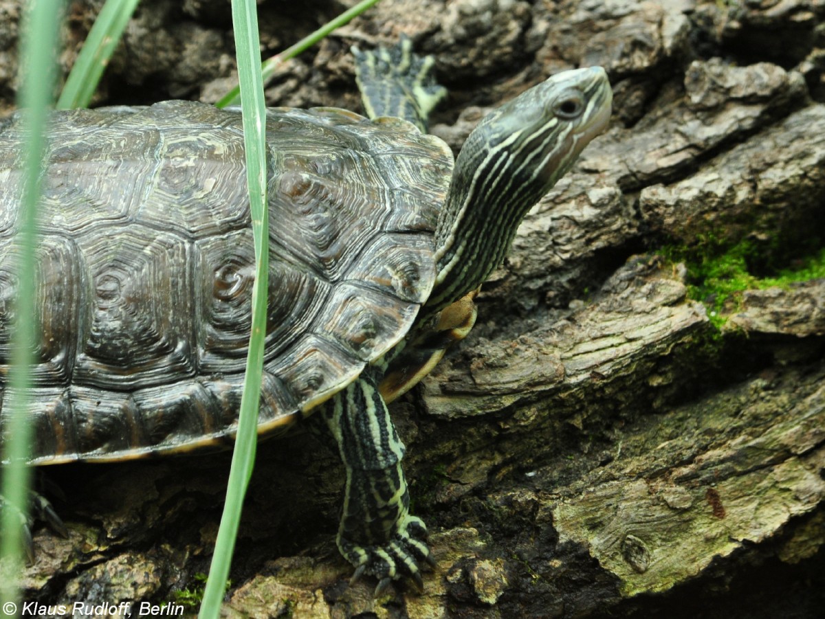 Kaspische Bachschildkrte (Mauremys caspica) im Zoo Hluboka / Tschechien.