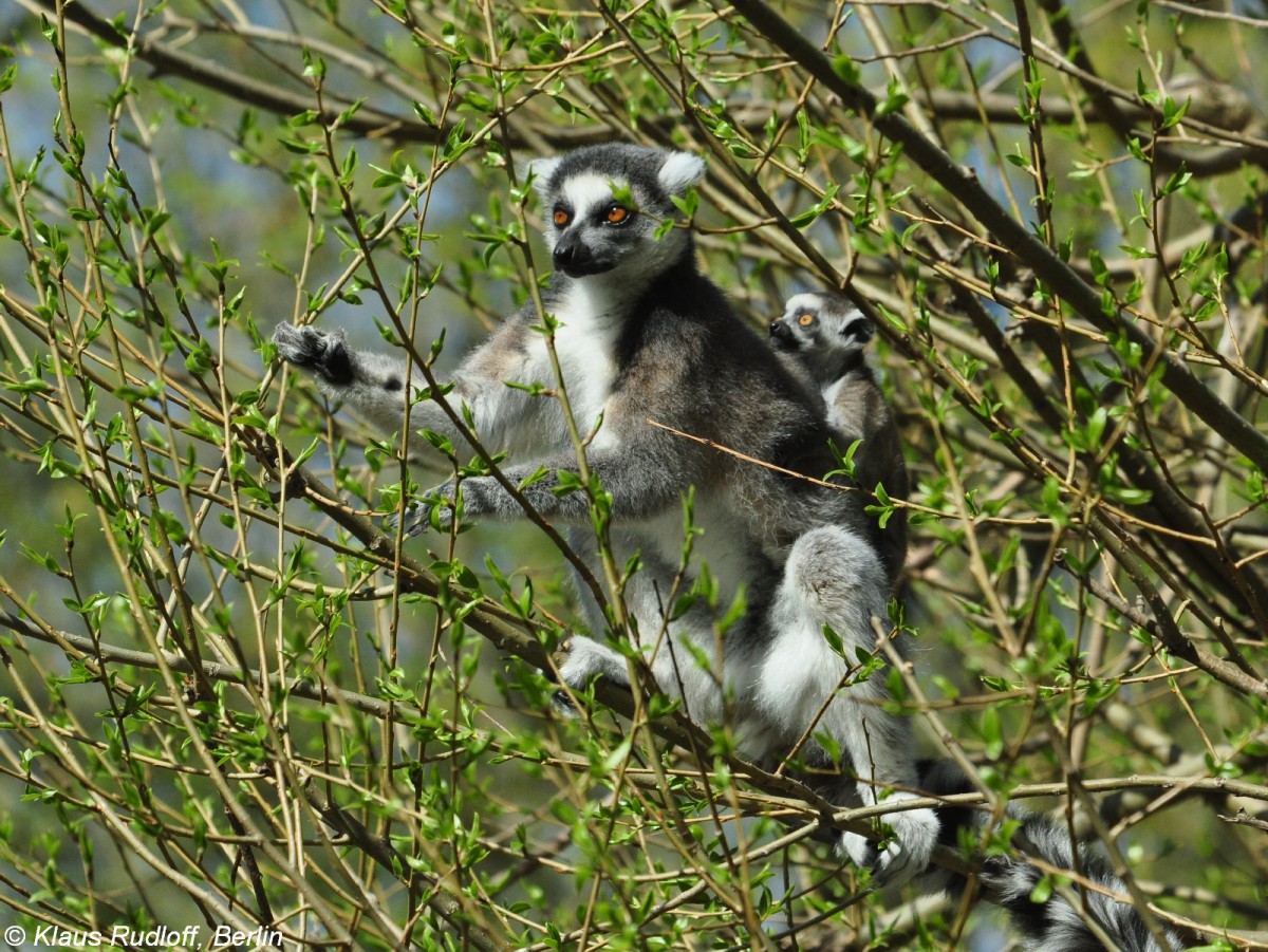 Katta oder Ringelschwanzlemur (Lemur catta) Mutter mit Kind im Tierpark Berlin