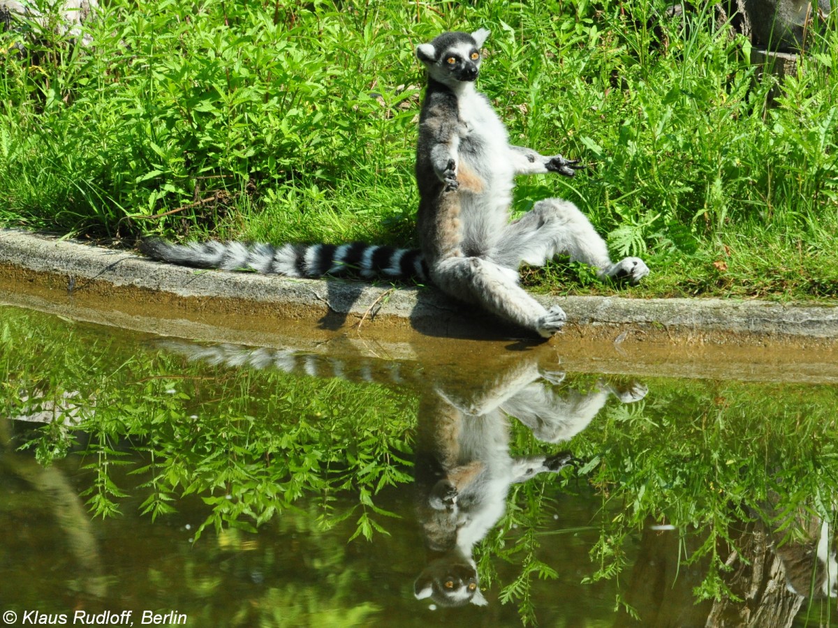 Katta oder Ringelschwanzlemur (Lemur catta). Mnnchen in Sonnhaltung im Tierpark Berlin (Juli 2015).