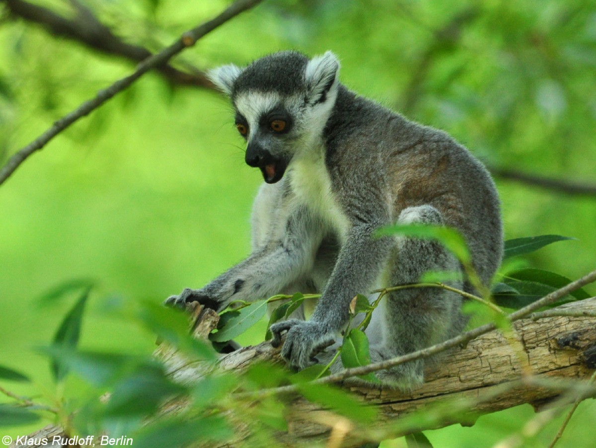 Katta oder Ringelschwanzlemur (Lemur catta). Jungtier im Tierpark Berlin (Juli 2015).