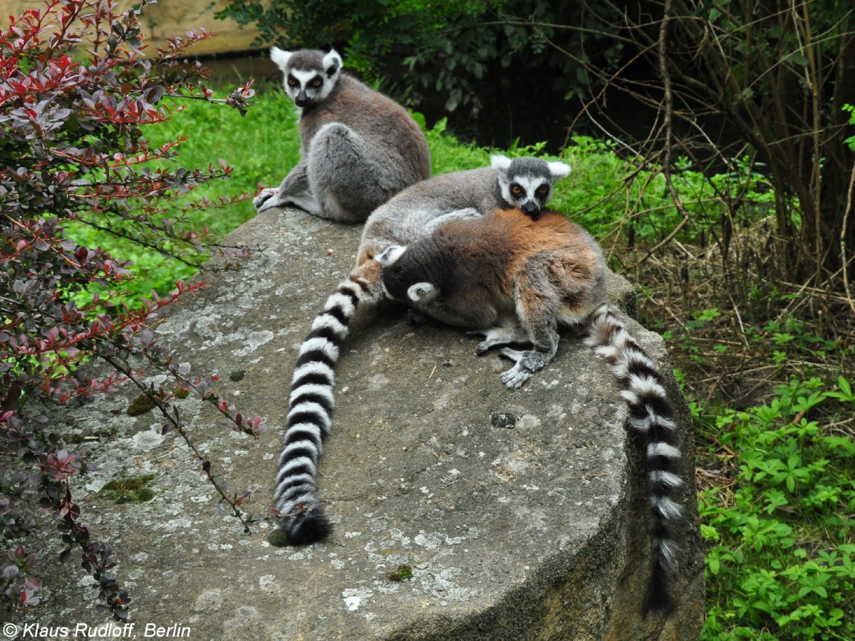 Katta oder Ringelschwanzlemur (Lemur catta) im Zoo und Botanischen Garten Pilsen (Plzen, Juni 2015).