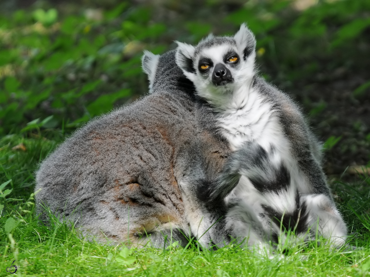 Kattas Anfang Juli 2010 im Zoo Schwerin.