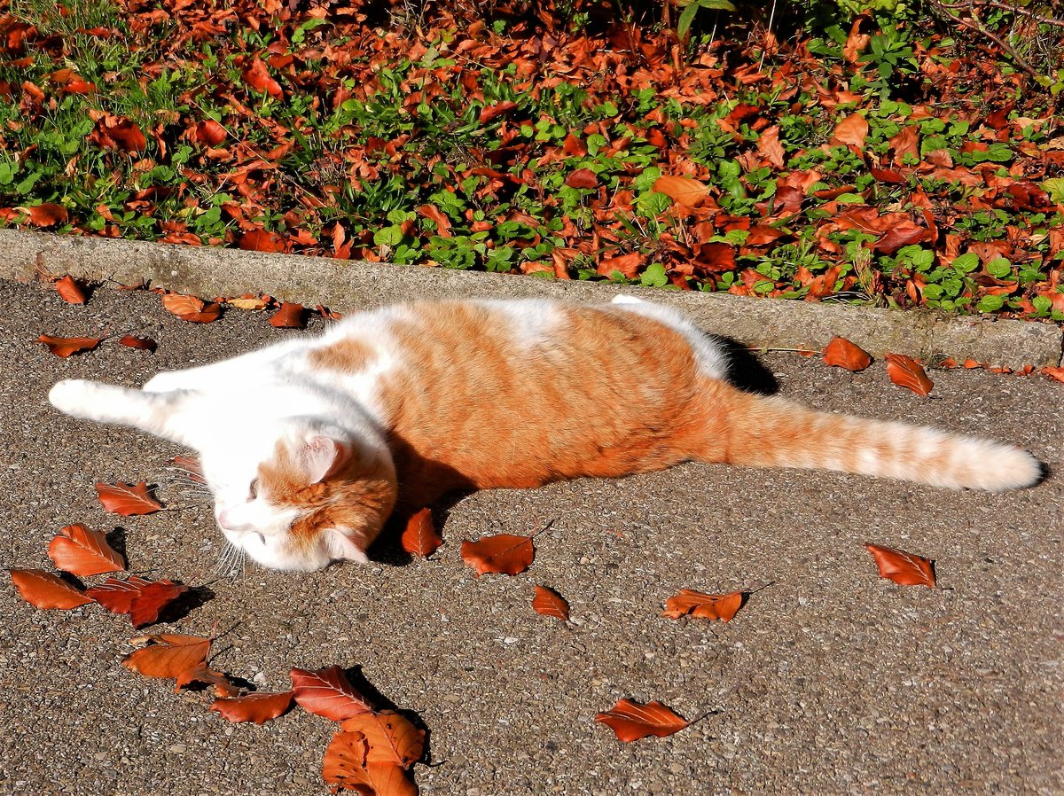 Katze  Lala  fhlt sich sehr wohl und geniesst die Sonnenwrme - 24.10.2013