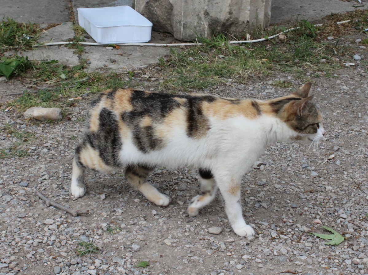 Katze in Troja am 9. Mai 2014.