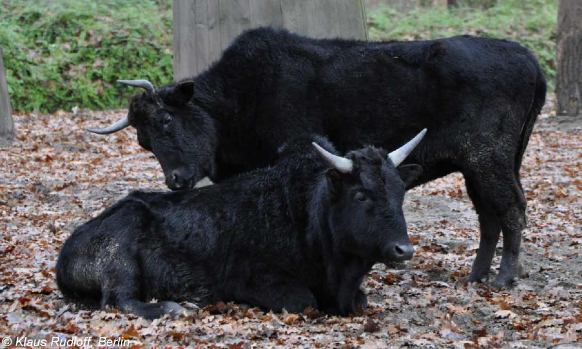 Kaukasus-Zebu (Bos primigenius f. taurus) im Tierpark Berlin (2009).