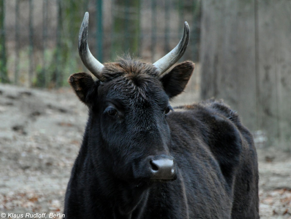 Kaukasus-Zebu (Bos primigenius f. taurus) im Tierpark Berlin (2009).