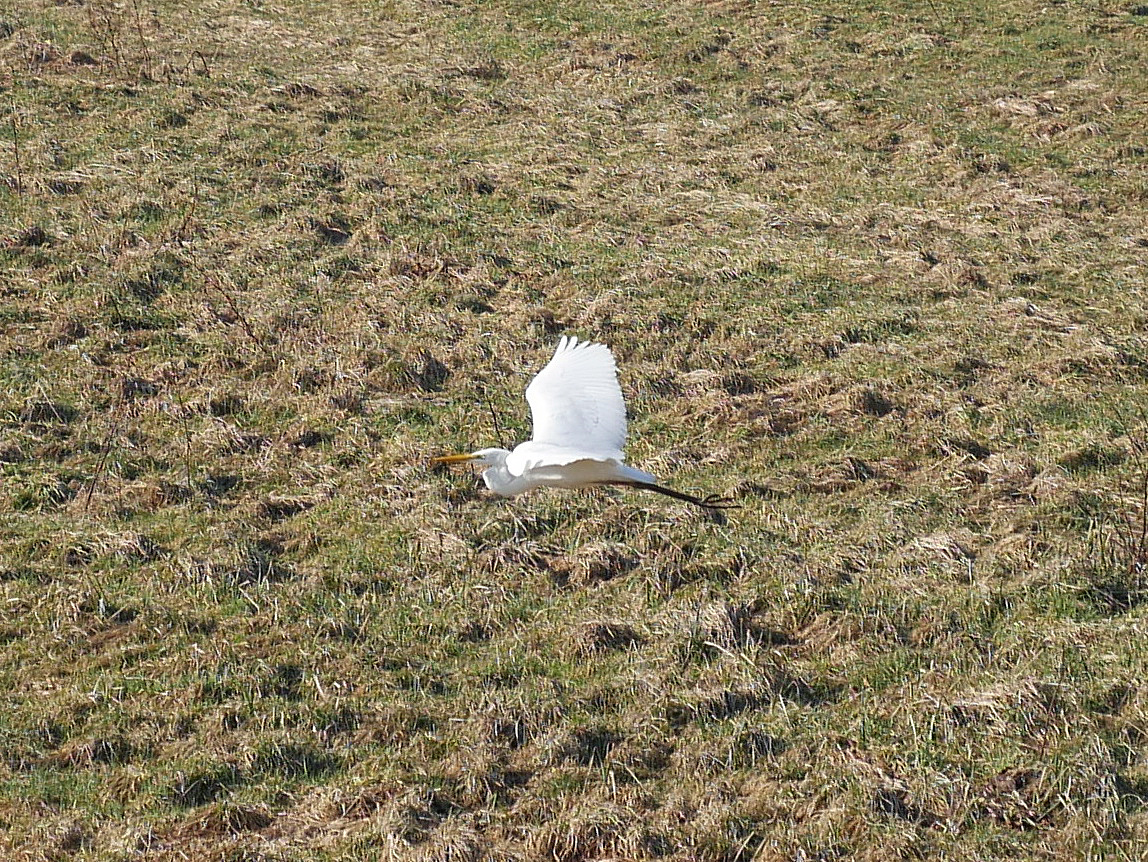 Kaum hat mich dieser Silberreiher (Ardea alba, Casmerodius albus, Egretta alba) wahrgenommen, setzt er auch schon zum Wegfliegen an, mit eingezogenem Hals freilich, wie alle Reiher beim Fliegen; am Elbe-Lbeck-Kanal zwischen Berkenthin und Krummesse; 15.02.2017
