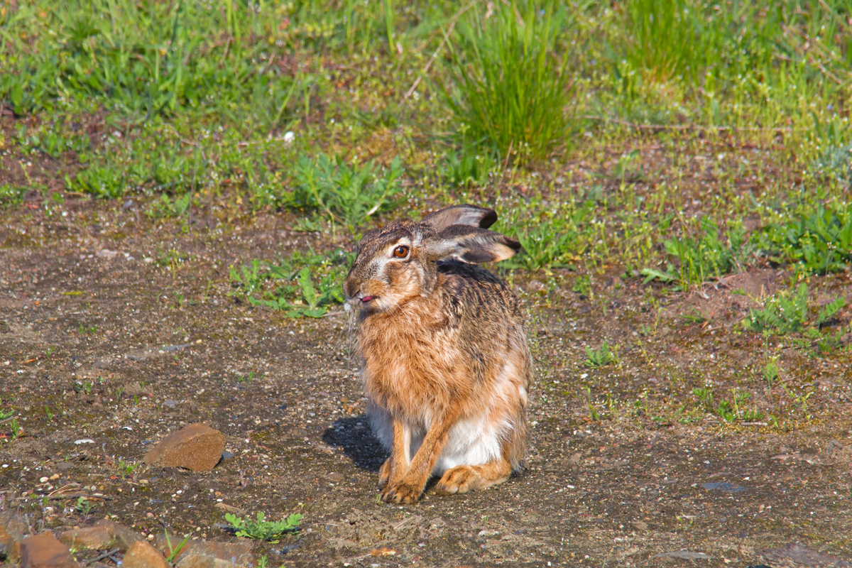 Kaum ist Ostern vorbei, steck dieser Hase mir seine Zunge raus. - 26.04.2014