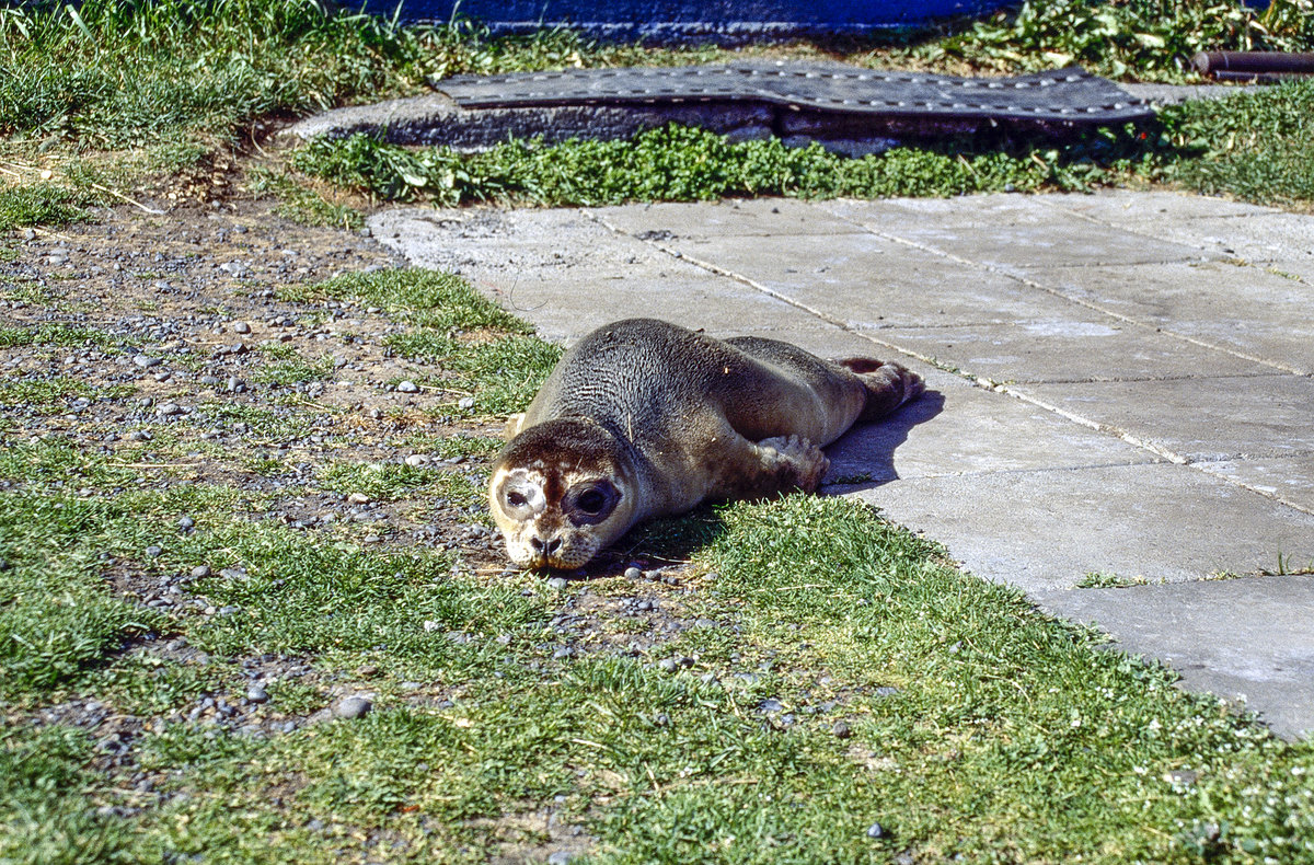 Kegelrobbe (Halichoerus grypus) an der Jugendherberge Hsey, Island., Bild vom Dia. Aufnahme: Juli 1995.